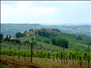 Chianti vineyards